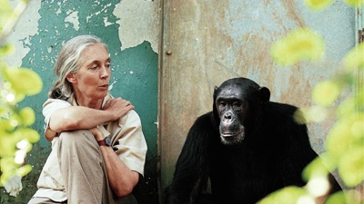 Conversation avec Jane Goodall sur le braconnage en Afrique 