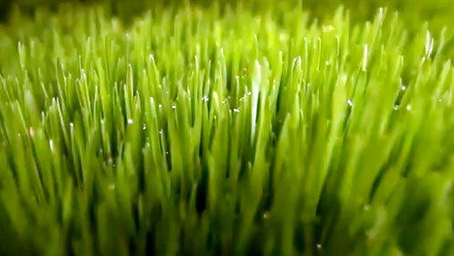 Agriculture hydroponique : cultiver des plantes hors sol en Afrique