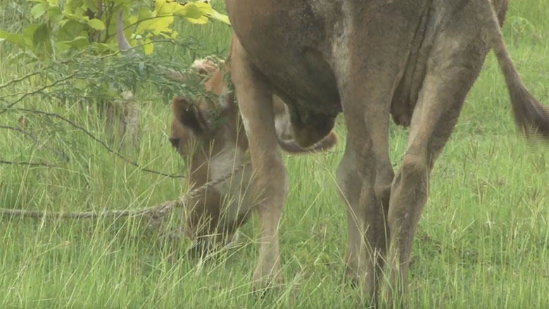 Pourquoi est-il important d’identifier les vaches en Haïti ?