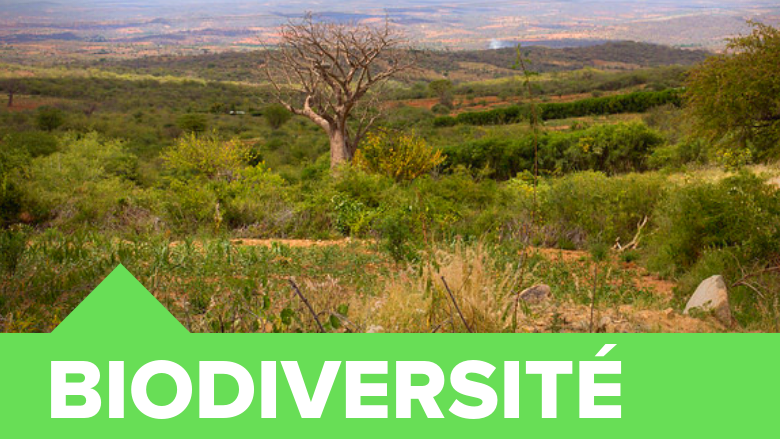 C’est tout ce qui compte : protéger la biodiversité en Afrique