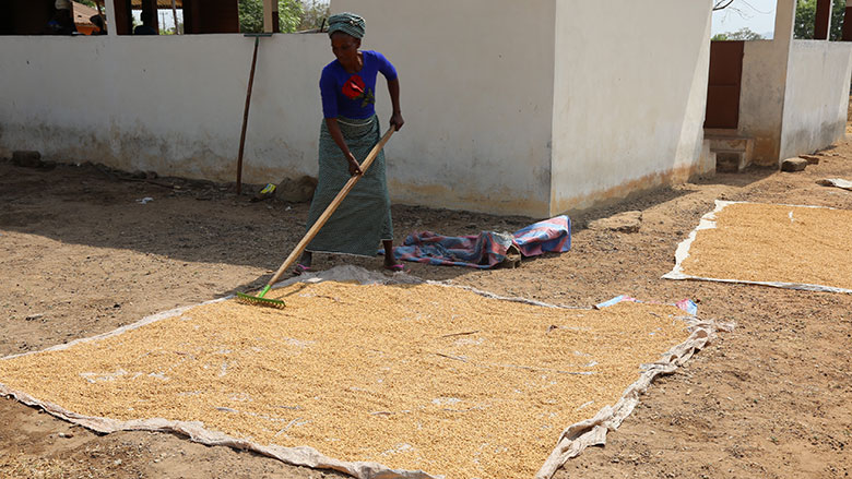 À elle seule, l’UFER-C compte aujourd’hui près de 800 étuveuses réunies au sein de 67 coopératives villageoises. Photo : Gnona Afangbedji, Banque mondiale