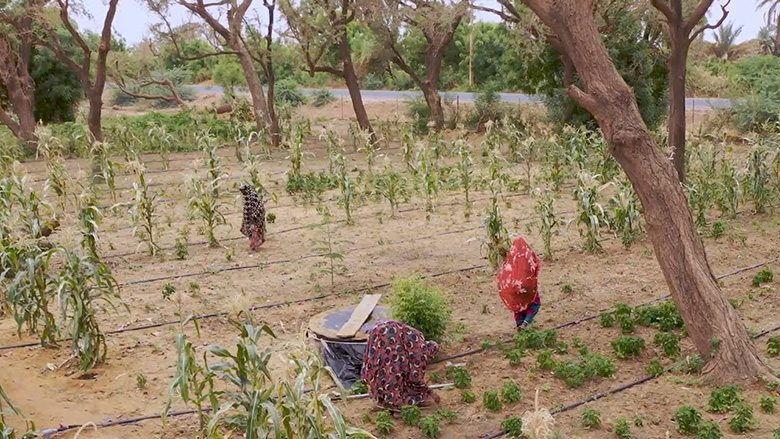 Niger : Changer la donne pour garantir la sécurité alimentaire