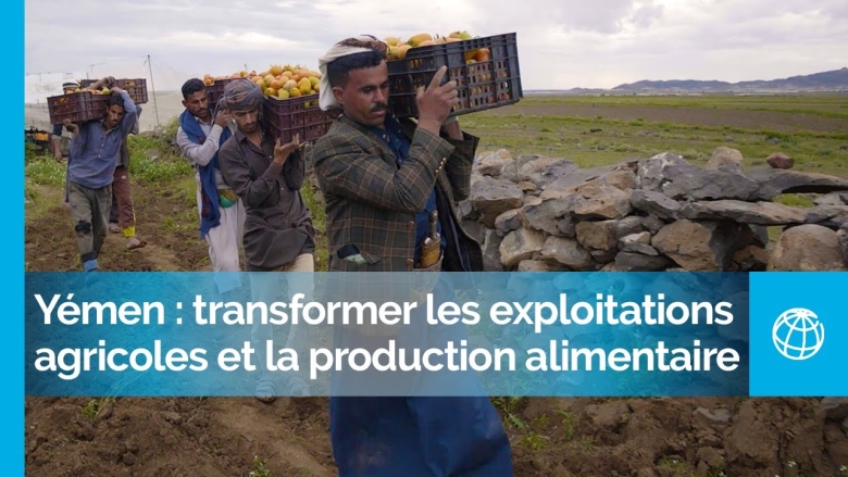 Yémen : transformer les exploitations agricoles et améliorent la production alimentaire