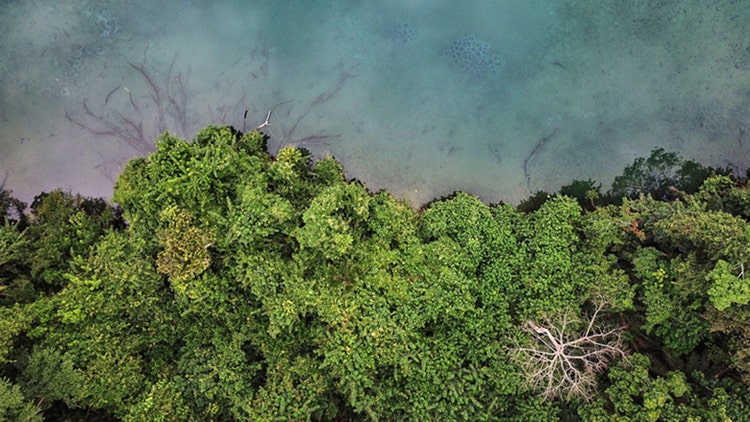 The World Bank in Gabon