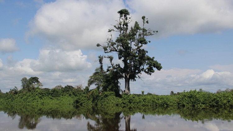 The World Bank in Gabon